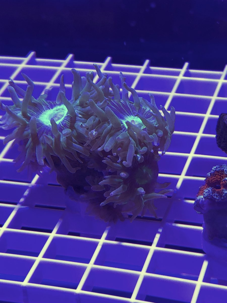 fullsizeoutput_983.jpeg