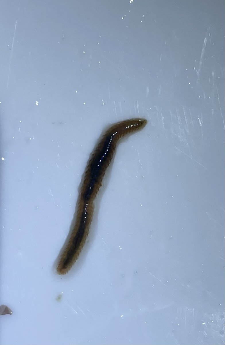 What Kind of Worm is This?  REEF2REEF Saltwater and Reef Aquarium Forum