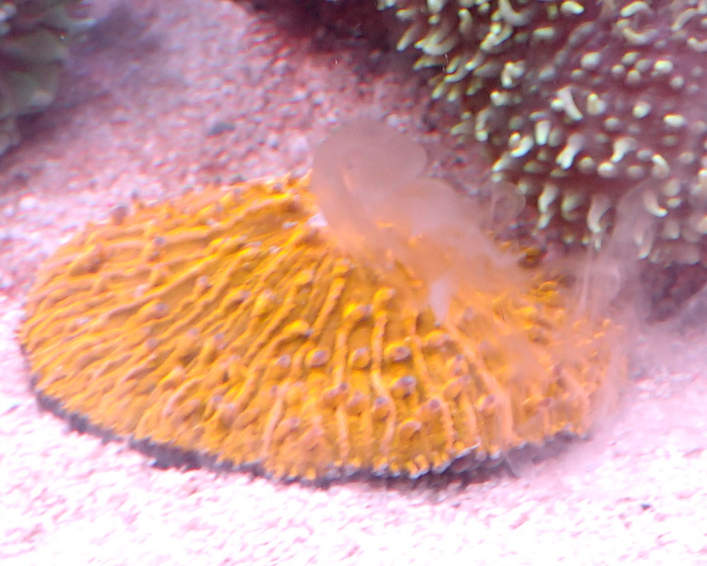 Fungia-spawning.jpg
