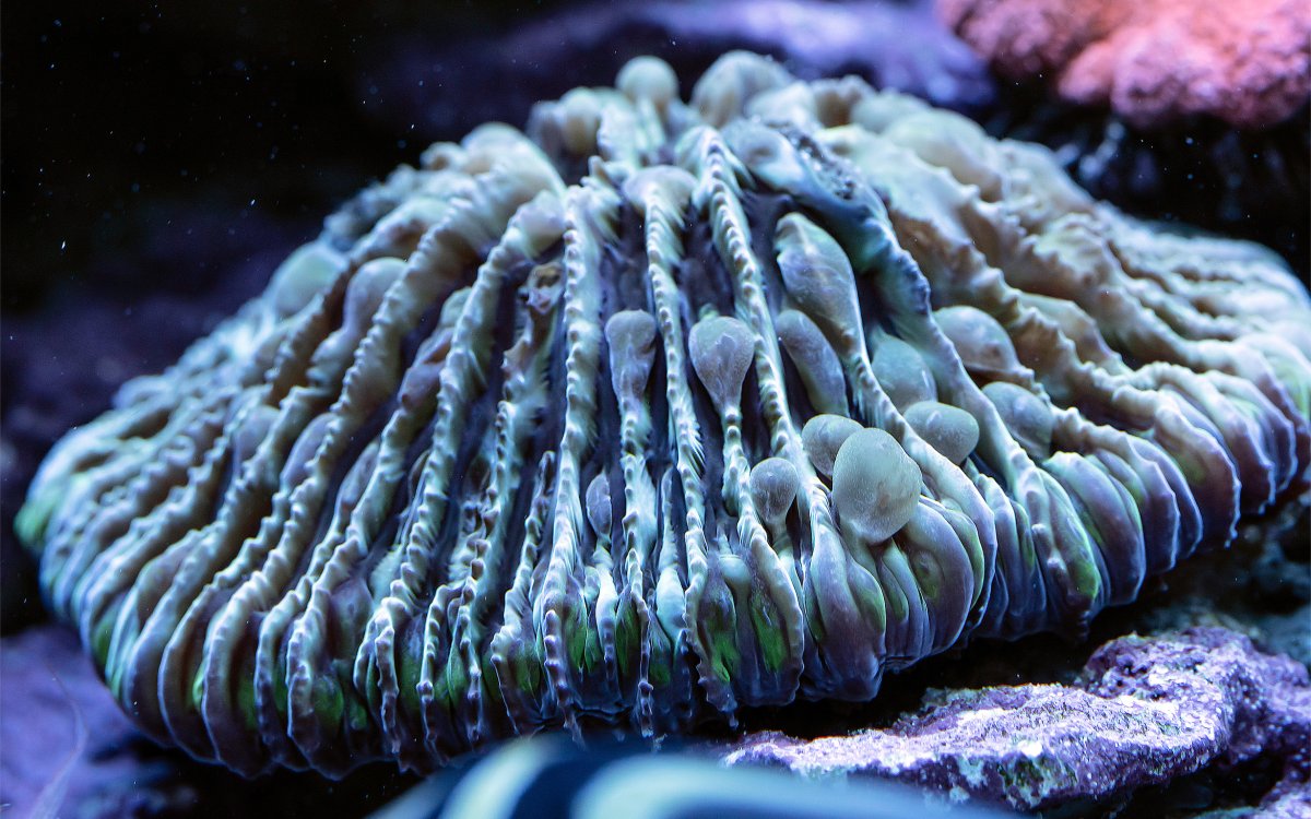 fungia-tentacle.jpg