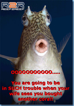 funny fish  2.jpg