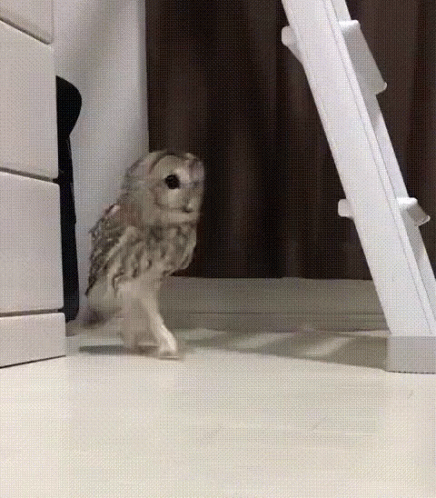 funny-owl-dancing-owl.gif