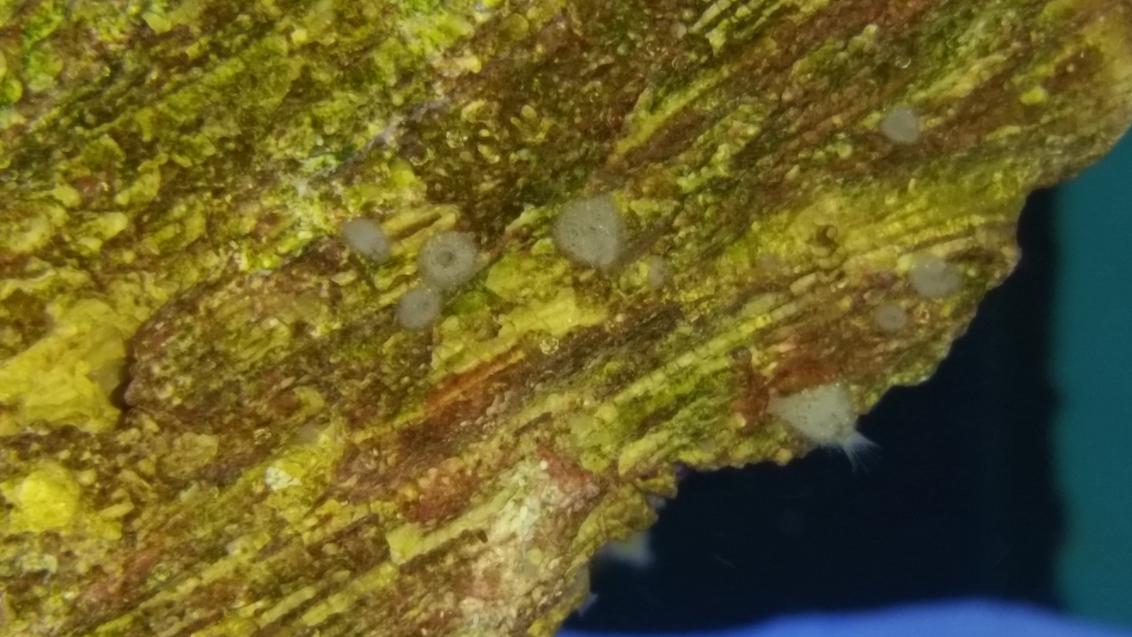Fuzzy.jpg