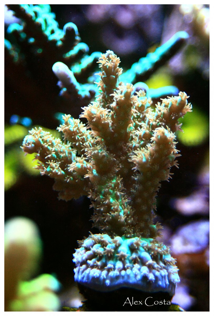 fuzzy1.jpg