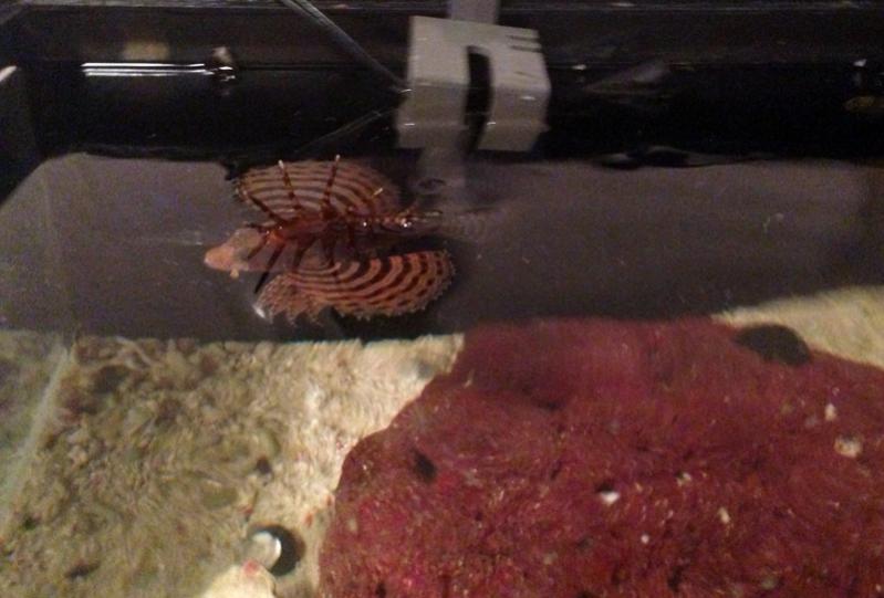 FuzzyFins.jpg