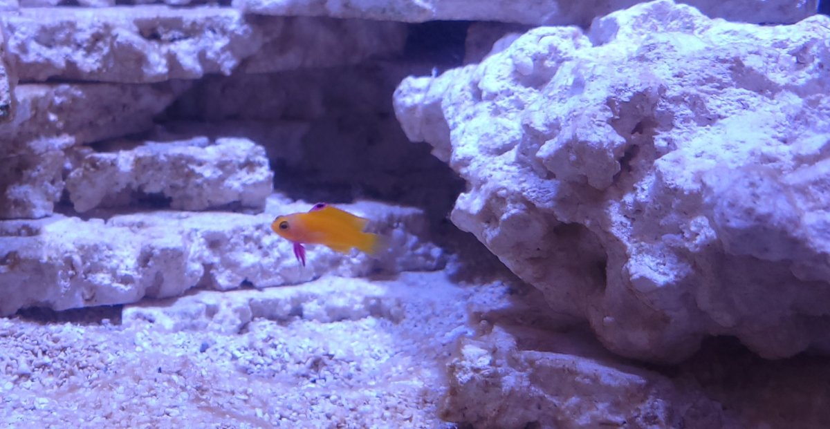 Would love to see your new additions! Here are a few of ours. | Page 2 ...