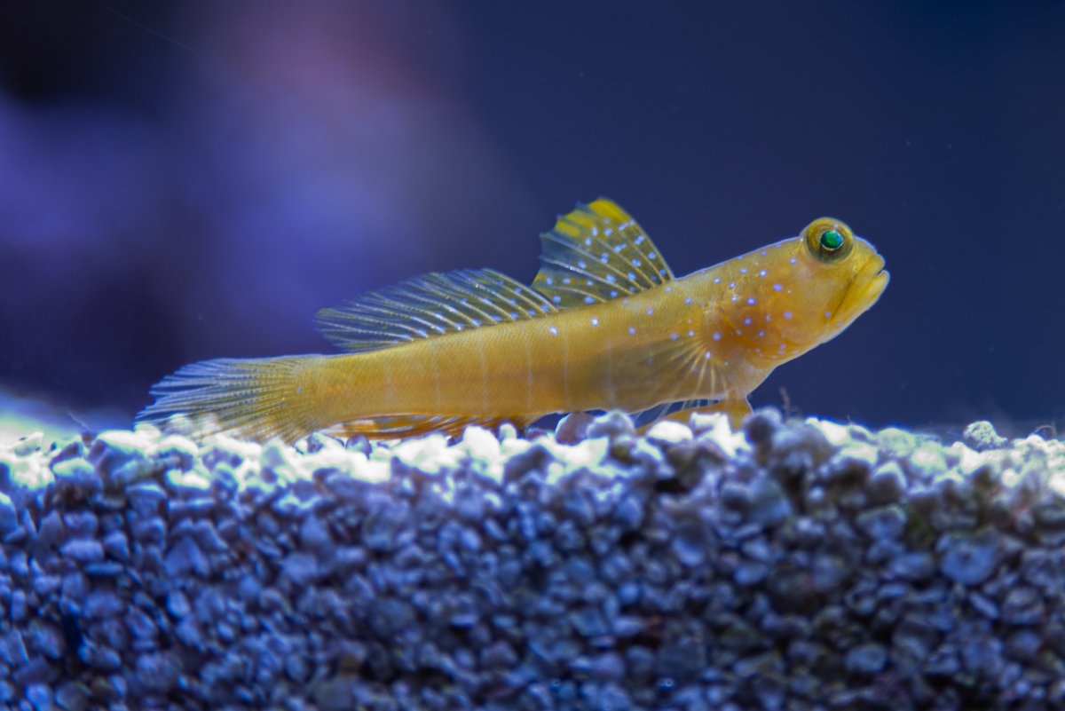 FUN GOBY PICTURES POST YOUR FAVORITE GOBY POSES | Page 3 | Reef2Reef