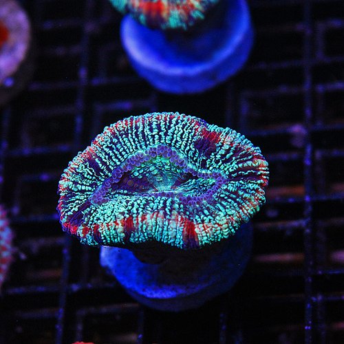 G16 Rainbow Brain Coral 99-69.jpg
