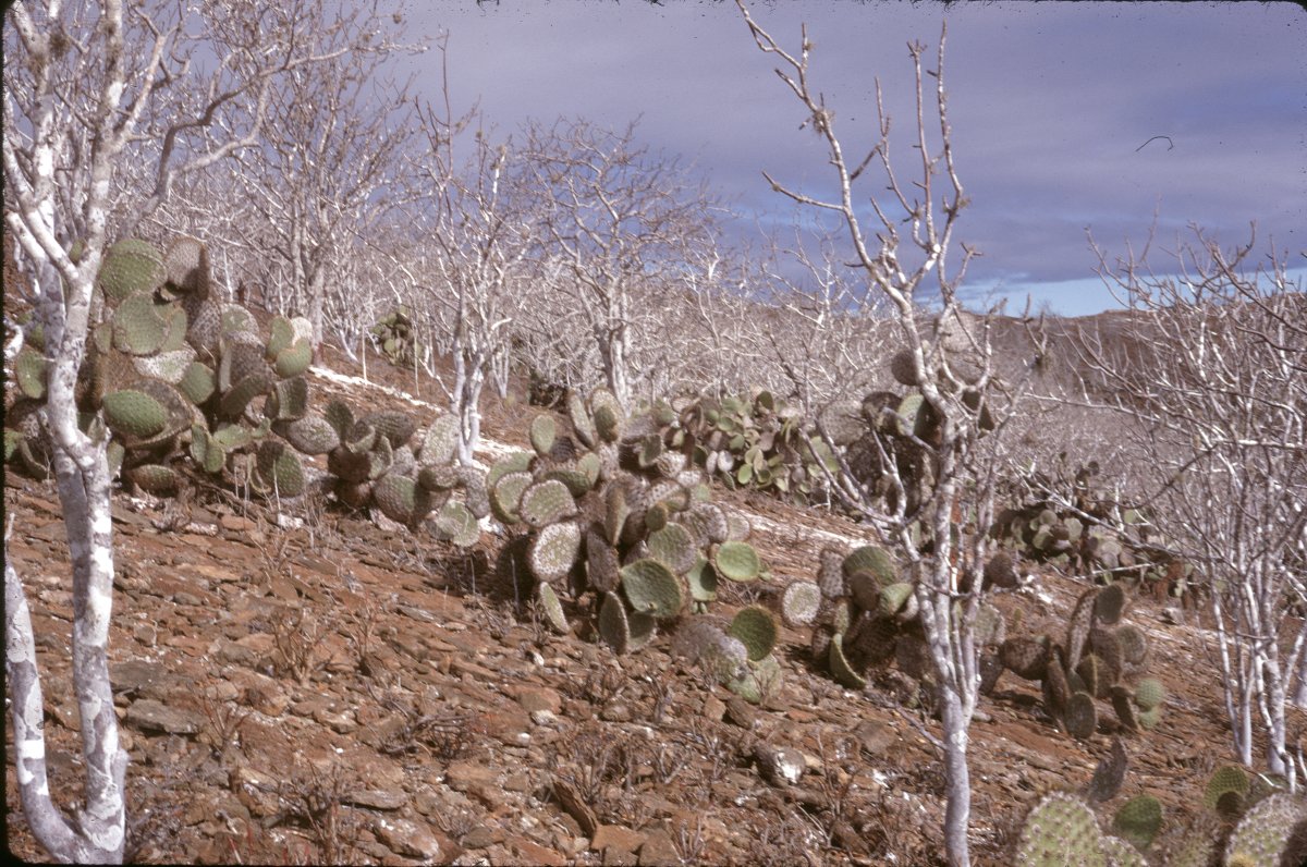 Galapagos_0020.JPG