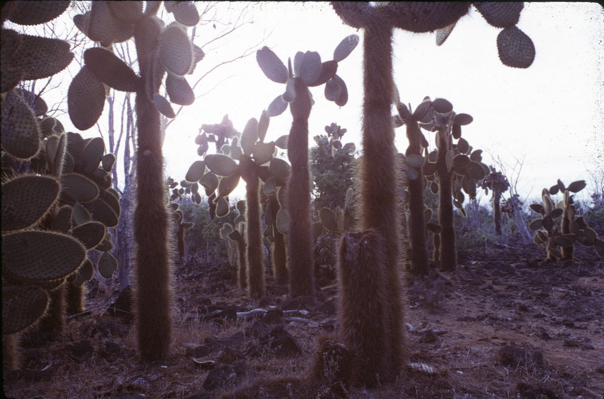 Galapagos_0023.JPG