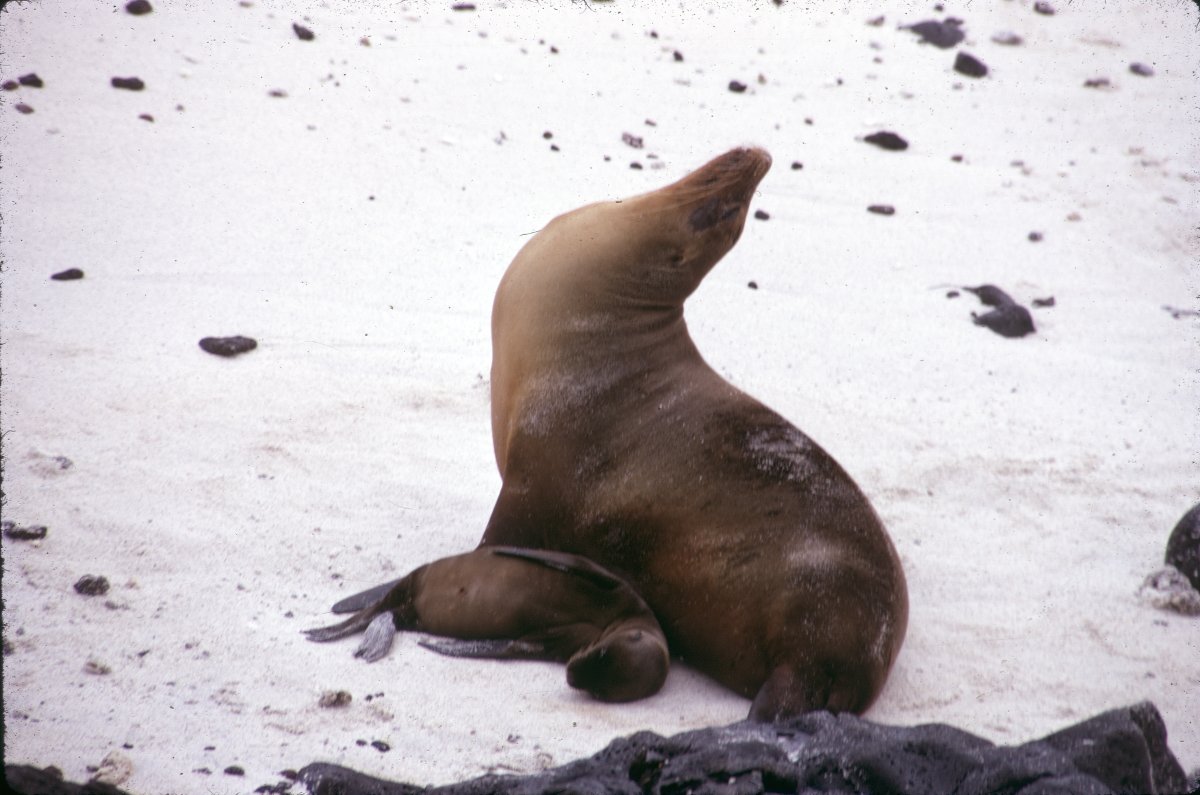 Galapagos_0030.JPG