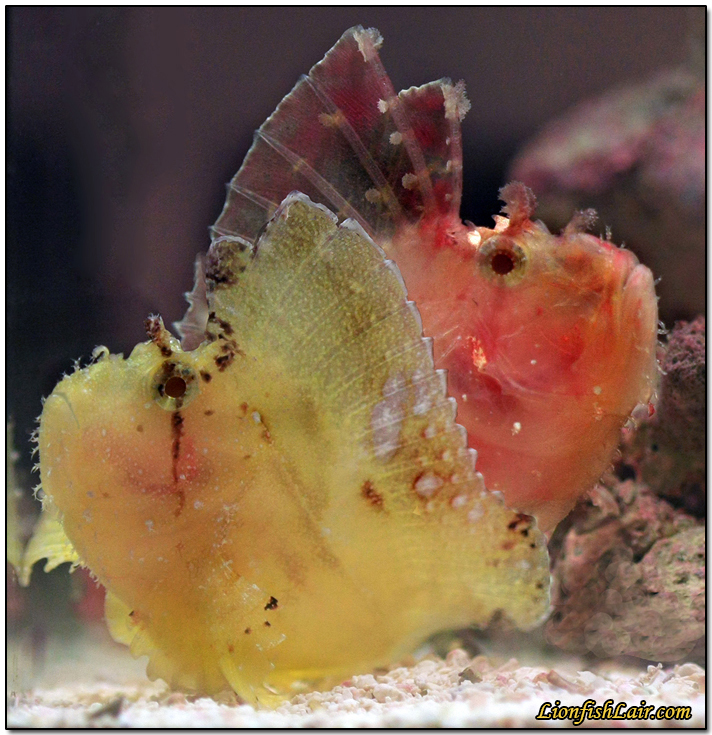 gallerytriacanothus3.jpg