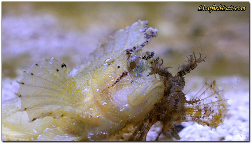 gallerytriacanothus8.jpg
