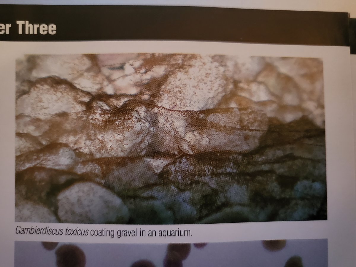 Gambierdiscus.jpeg