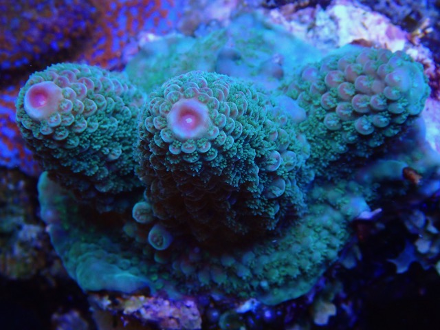 Gemmifera__SPS_coral_color_under_LED_Aquarium_lights.jpeg