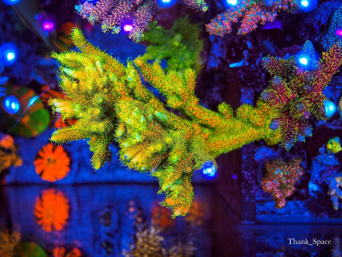 get coral color reef aquarium.jpg
