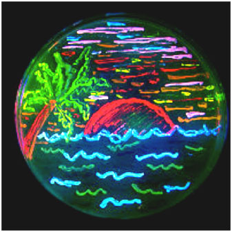 GFP_derivatives.jpg