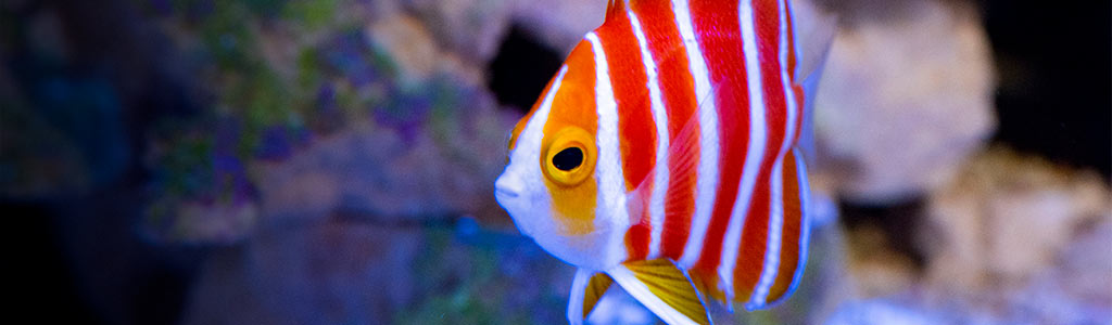 Sponsored Peppermint Angelfish The Holy Grail Of Marine Angelfish Reef2reef Saltwater And Reef Aquarium Forum,How To Make An Omelette With Cheese