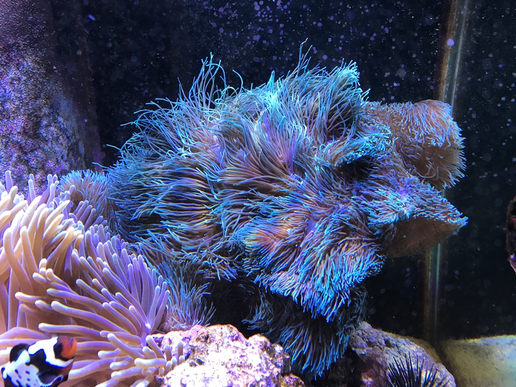 Gigantea2018030101.jpg