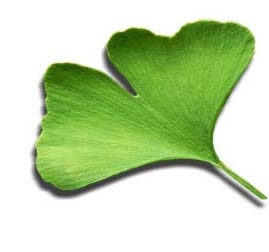 Ginko Leaf.jpg