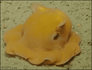 giphy (19).gif