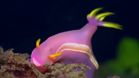 giphy (26).gif