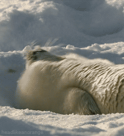 giphy-3 copy.gif