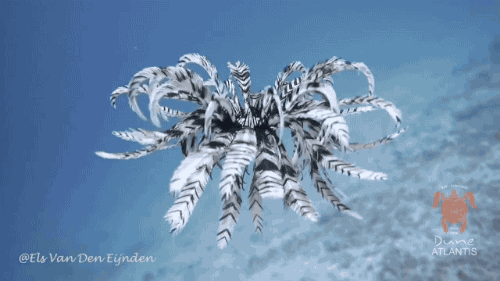 giphy (31).gif
