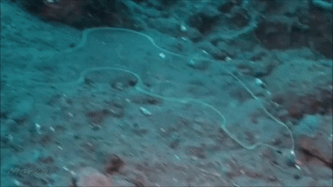 giphy (43).gif