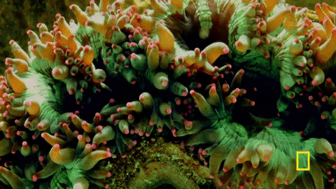 giphy (53).gif