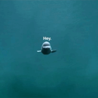 giphy.gif