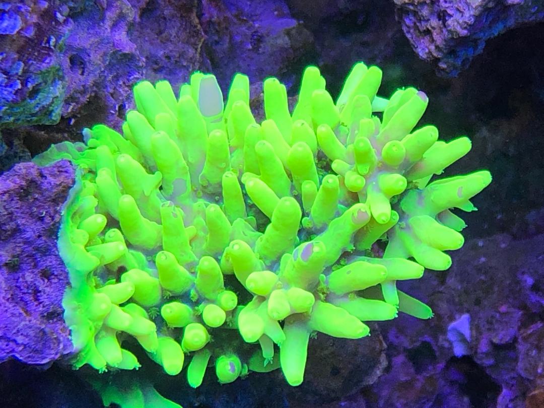 glowstick319.jpg