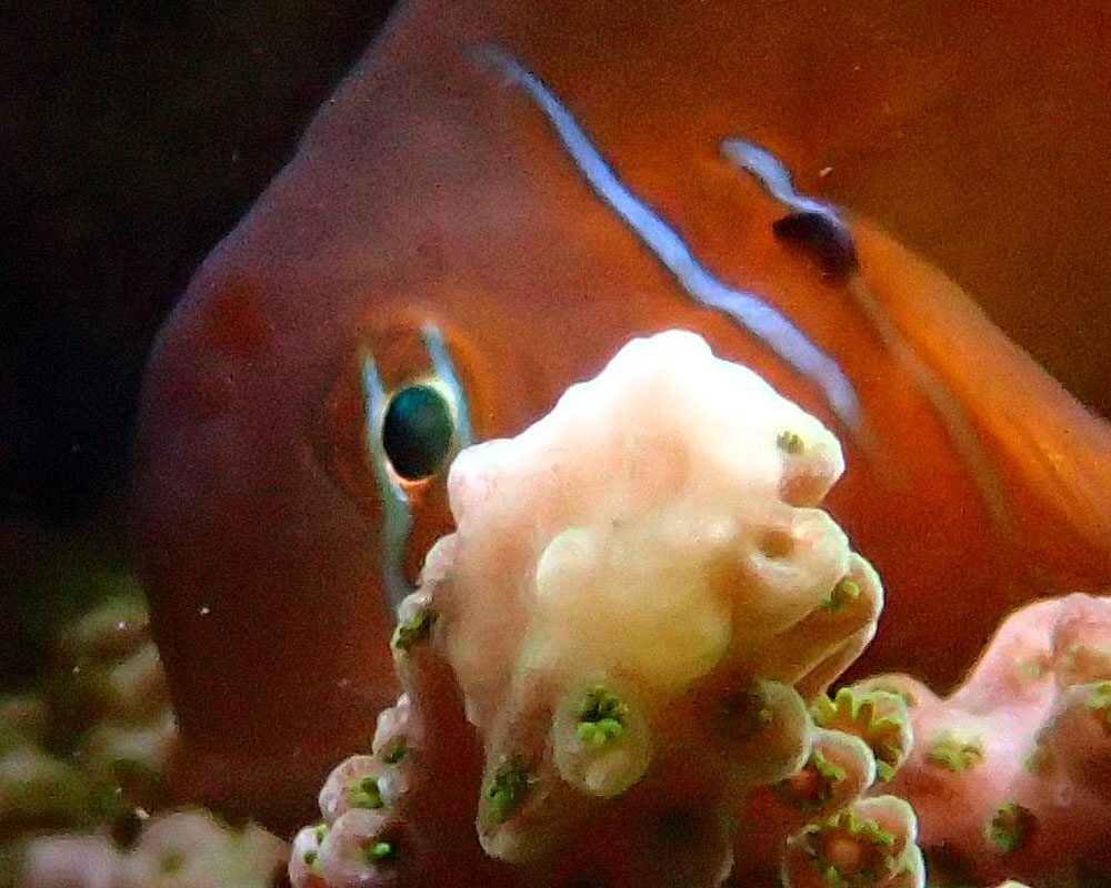 gobie-2.jpg