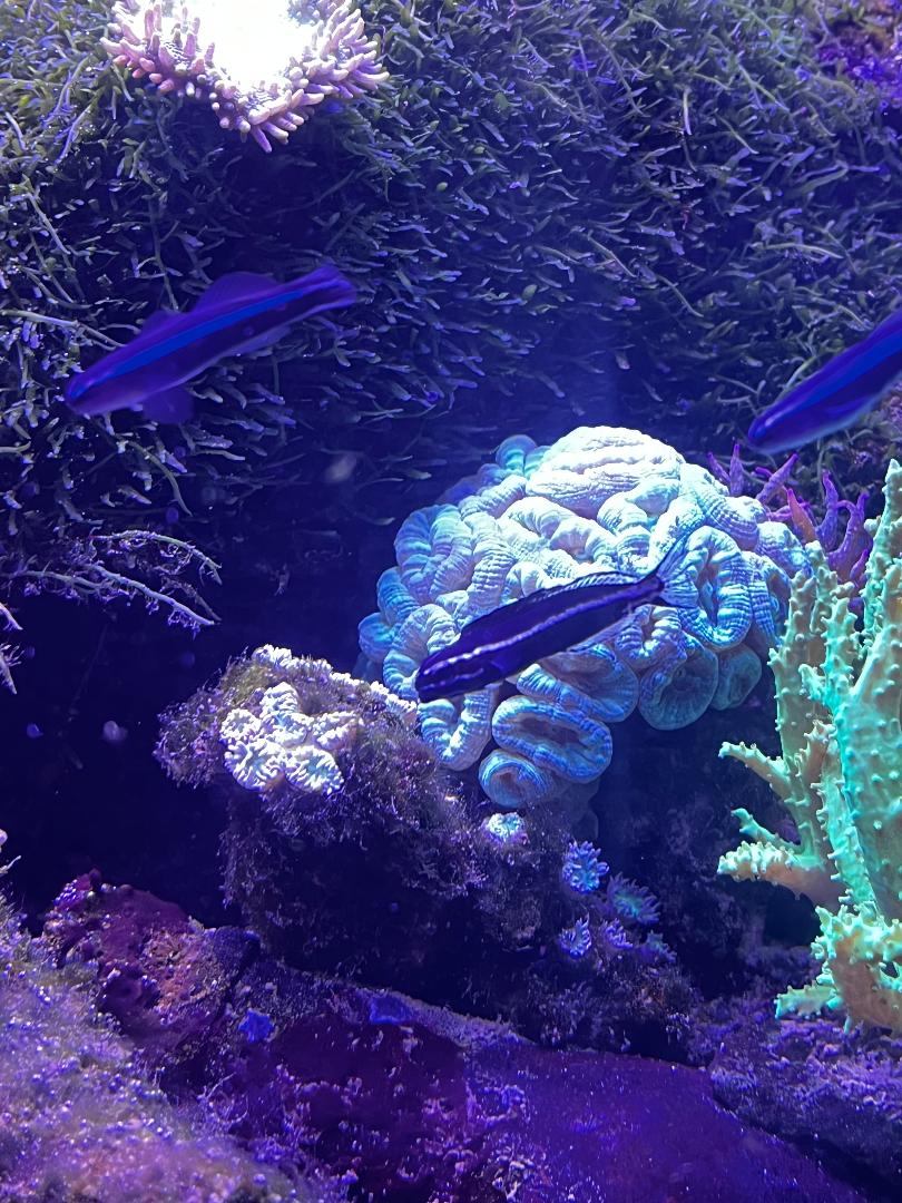 Gobies.jpg
