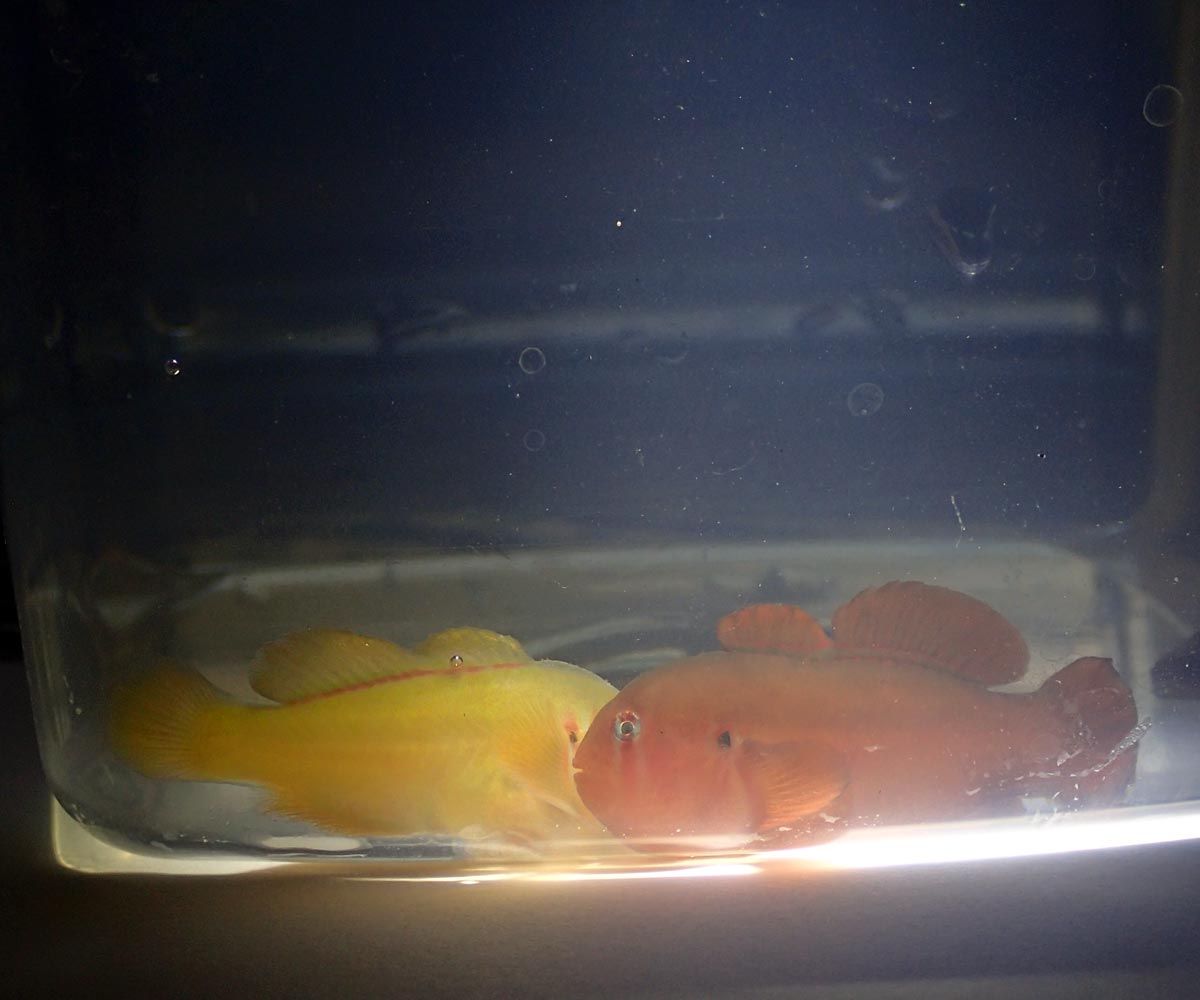 gobiodon-2.jpg