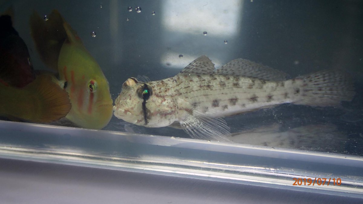 gobiodon.jpg