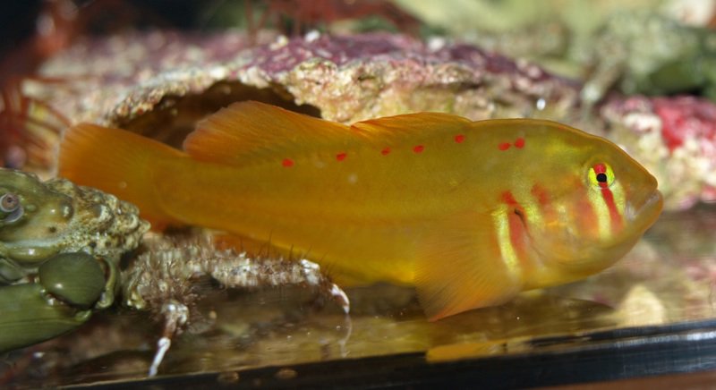 gobiodon_atrangulatus.jpeg