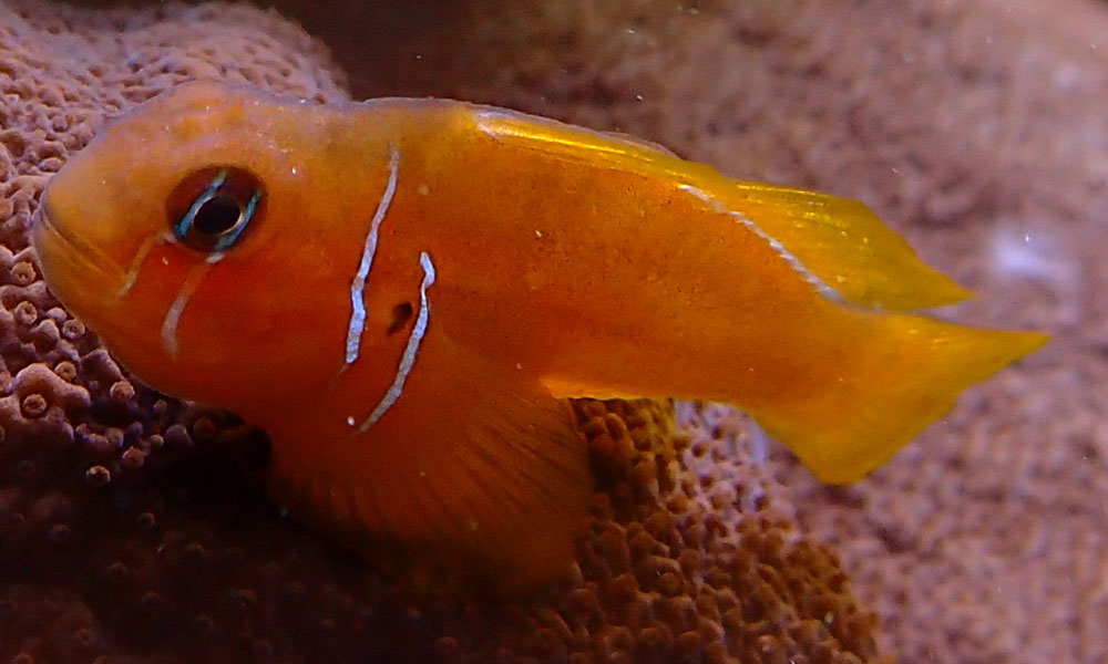 goby-1.jpg