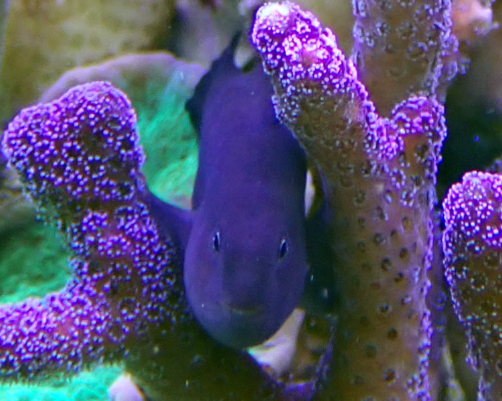 goby-1.jpg