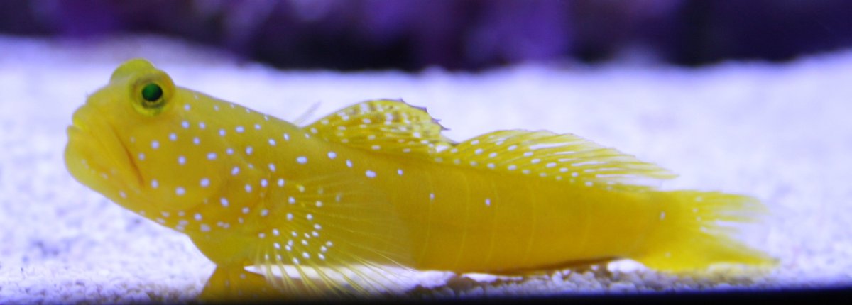 Goby 1.JPG