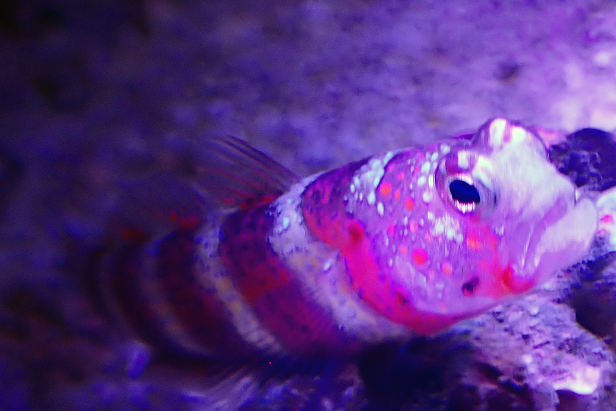 goby-1.jpg