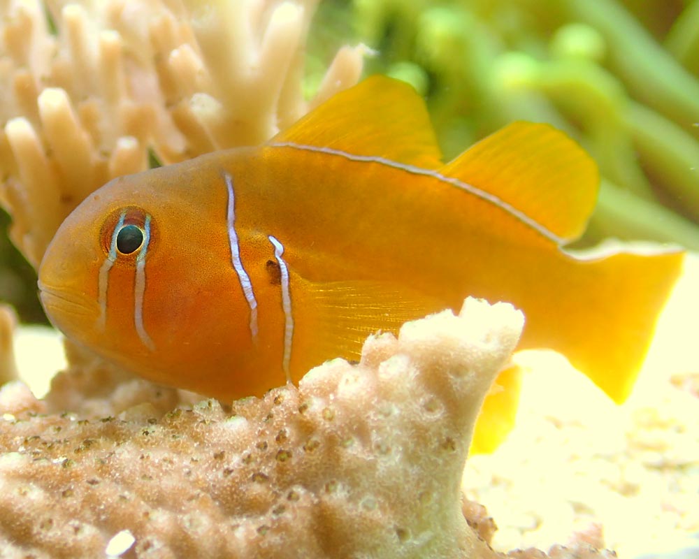 goby-1.jpg