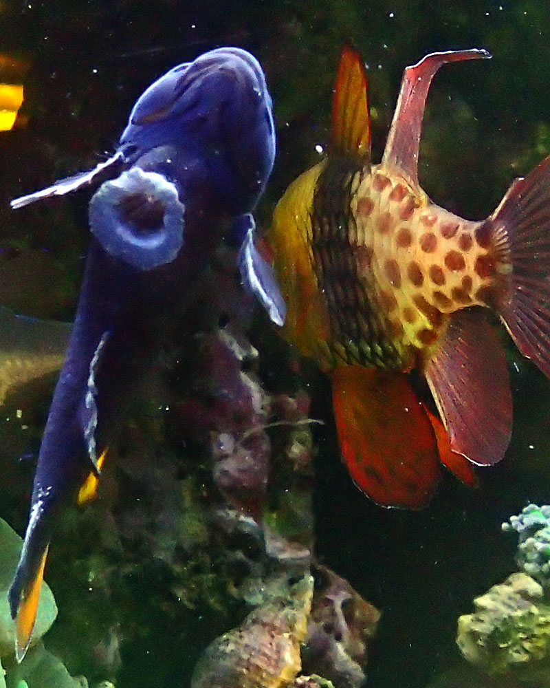 goby-2.jpg
