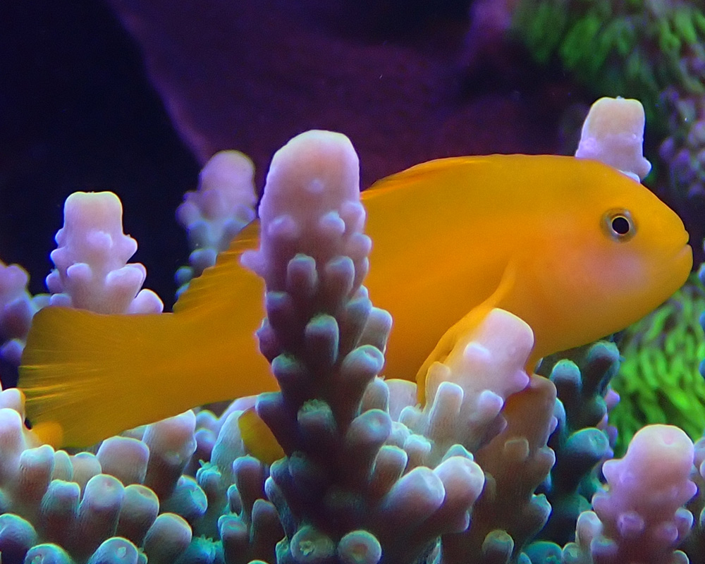 goby-2.jpg
