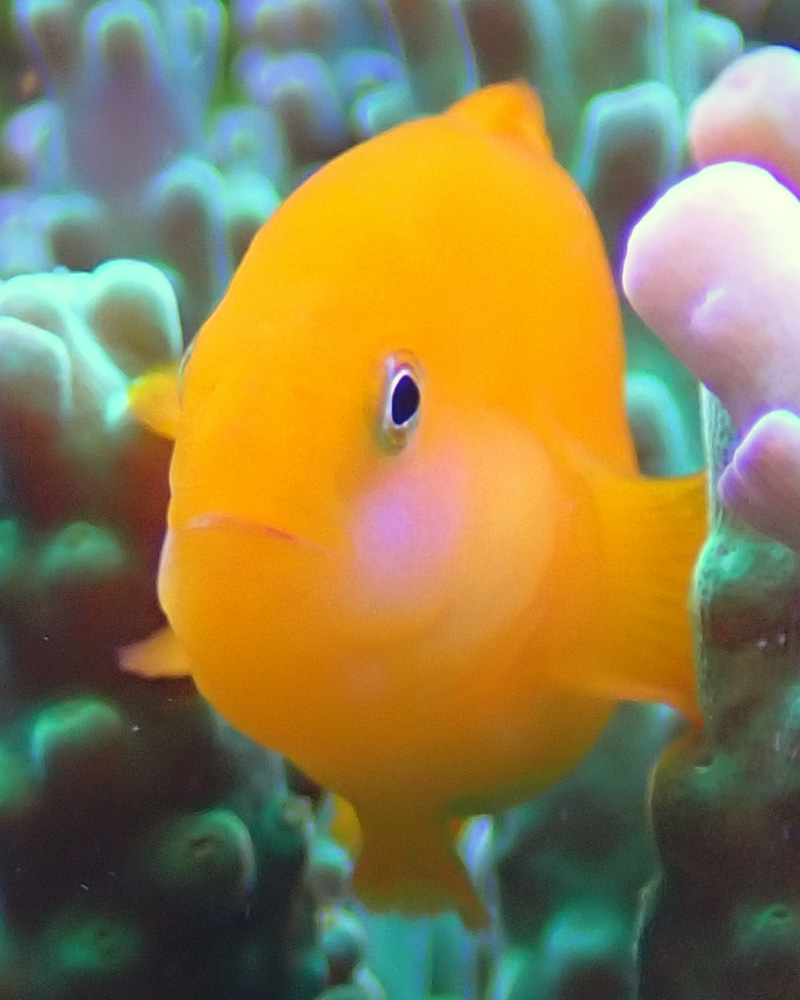 goby-2.jpg