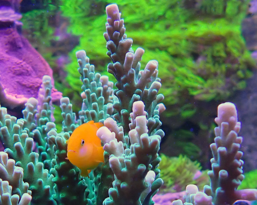 goby-3.jpg