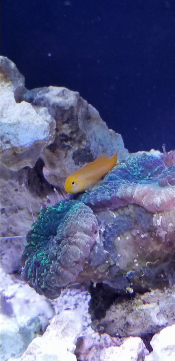 Goby in light.jpg