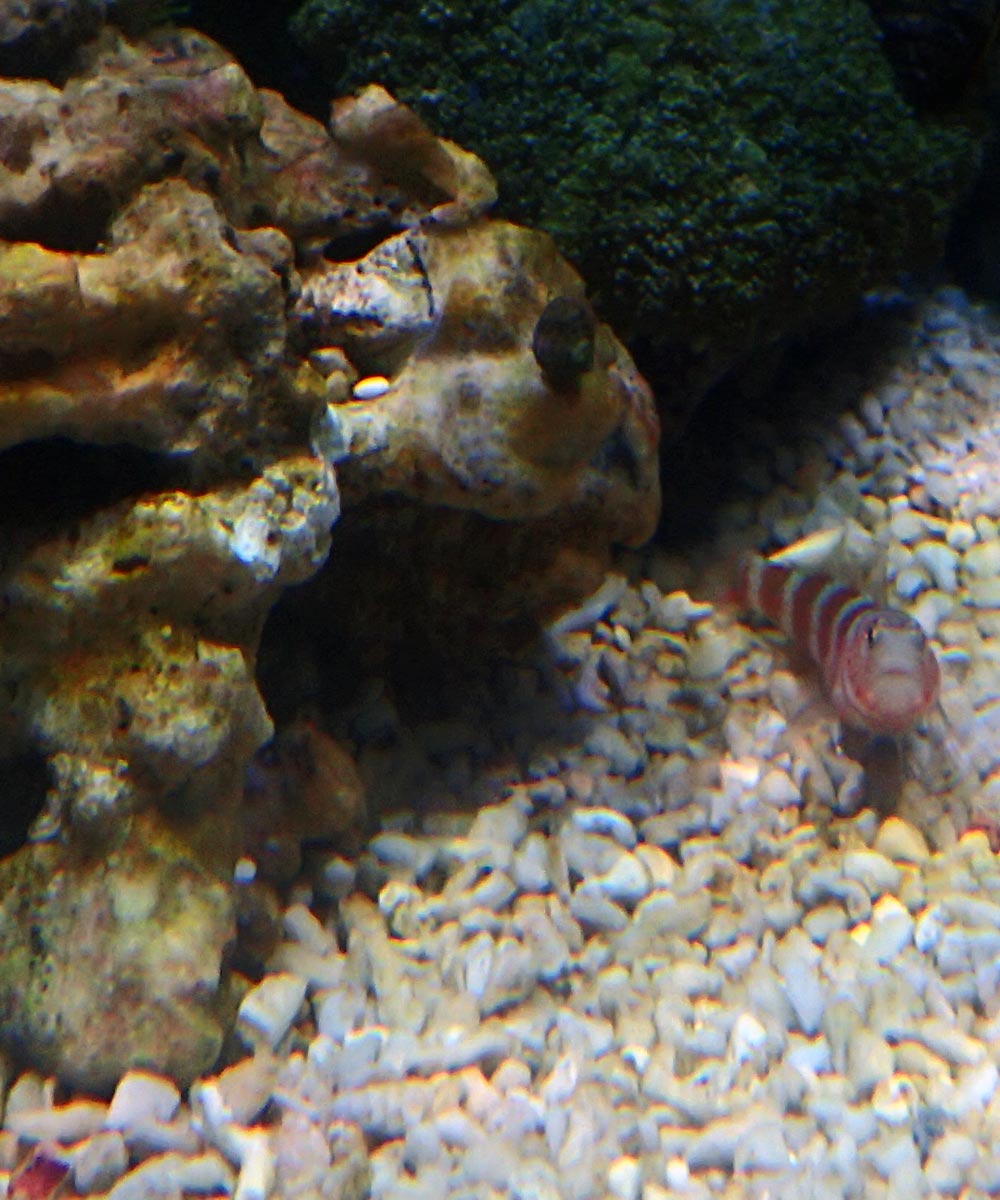 goby.jpg
