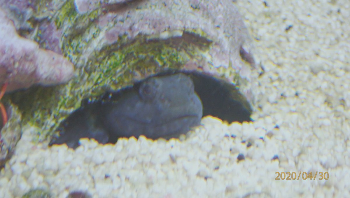 goby.jpg