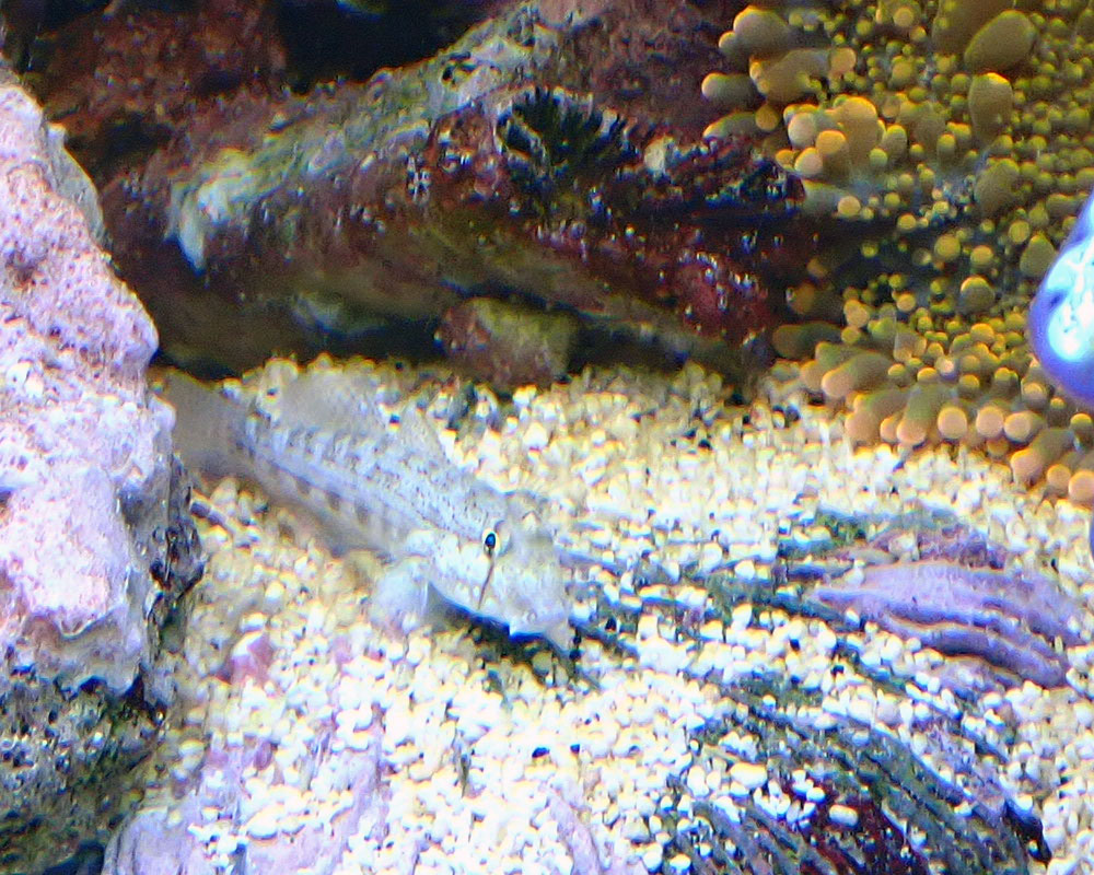 goby.jpg